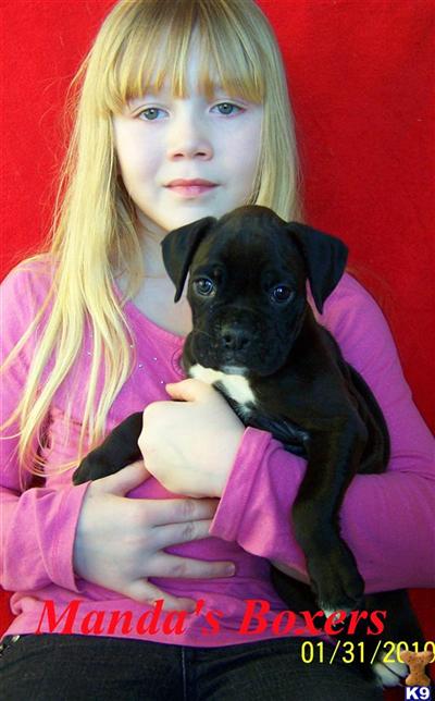 Boxer Puppies for Sale